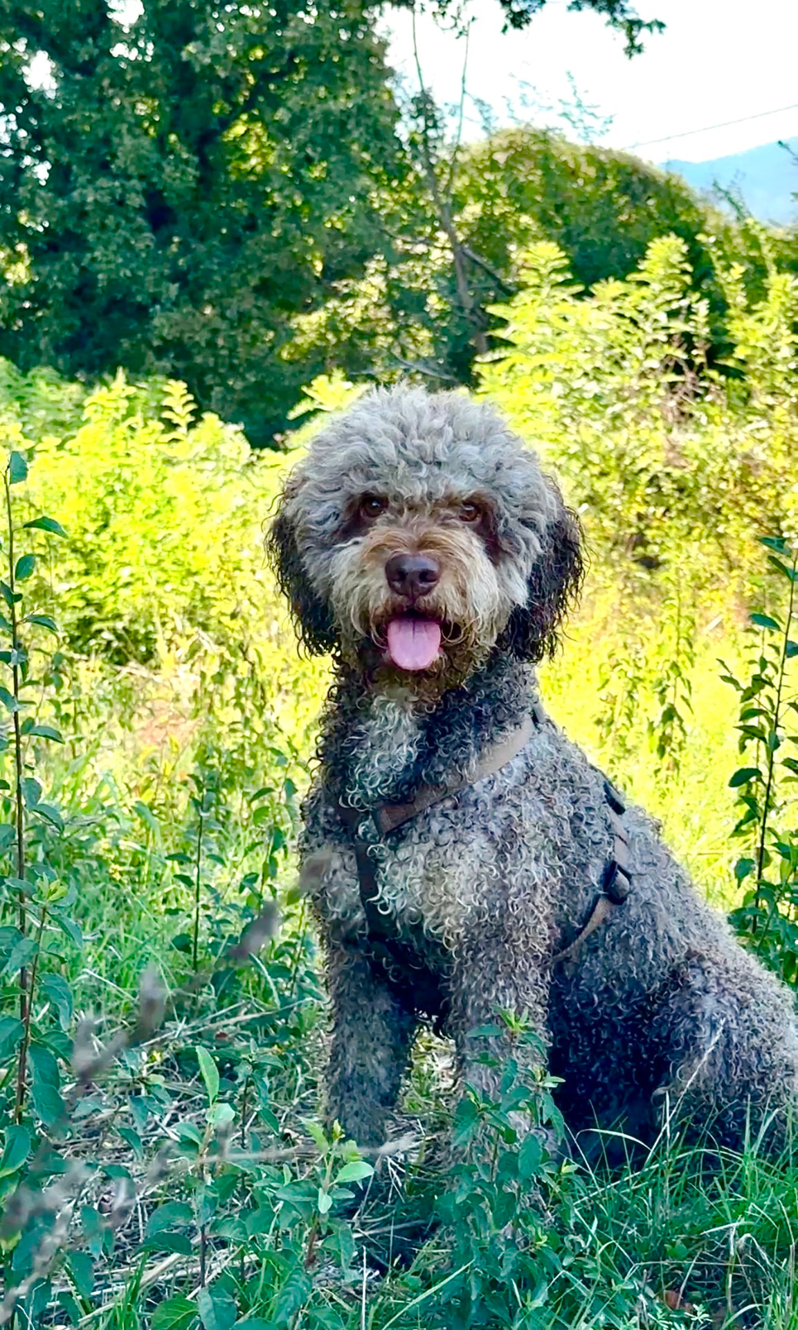 Cane che corre libero su un sentiero nel bosco
